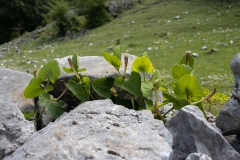 Aristolochia lutea