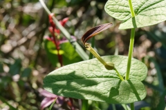 Aristolochia rotunda