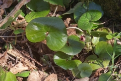 Asarum europaeum