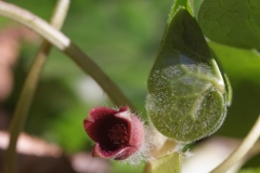Asarum europaeum