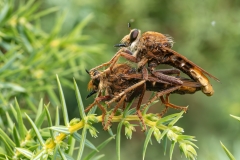 Asilus crabroniformis