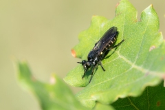 Choerades marginata