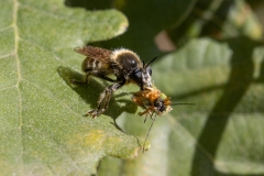 Choerades fuliginosa
