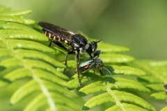 Choerades sp
