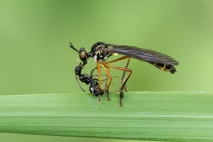Dioctria bicincta