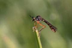 Dioctria bicincta