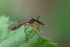 Dioctria linearis