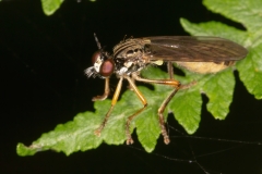 Dioctria linearis