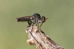 Holopogon sp