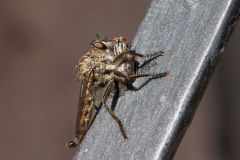Machimus setibarbus