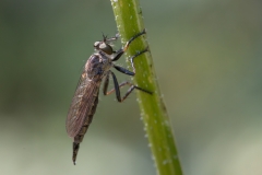 Neoitamus castellanii