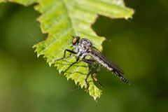Neoitamus castellanii