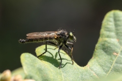 Neoitamus castellanii