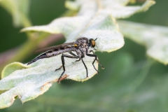 Neoitamus castellanii
