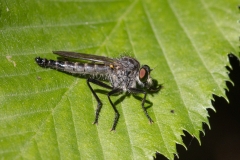 Neoitamus castellanii