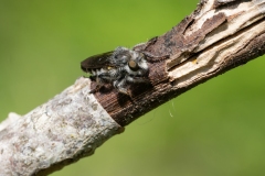 Pycnopogon sp
