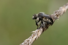 Pycnopogon sp