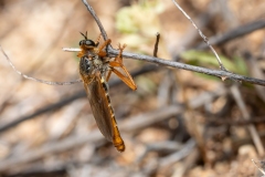 Stenopogon sabaudus