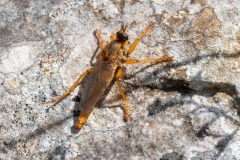 Stenopogon sabaudus