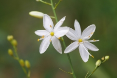 Anthericum ramosum