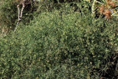 Asparagus umbellatus