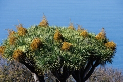 Dracaena draco