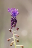 Muscari comosa