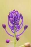 Muscari comosum