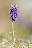 Muscari neglectum