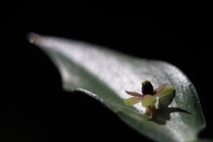Ruscus aculeatus