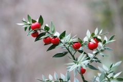 Ruscus aculeatus