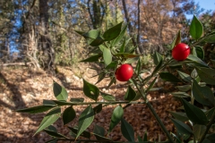 Ruscus aculeatus