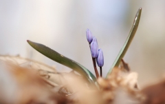 Scilla bifolia