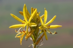 Asphodeline lutea