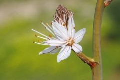 Asphodelus ramosus