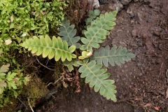 Asplenium aureum