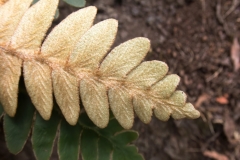Asplenium aureum