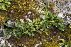 Asplenium ceterach