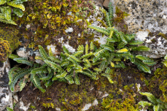Asplenium ceterach
