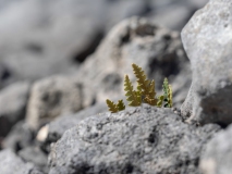 Asplenium ceterach