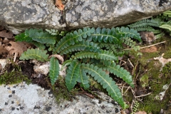 Asplenium ceterach