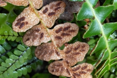 Asplenium ceterach
