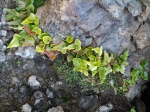 Asplenium hemionitis