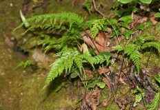 Asplenium onopteri