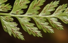 Asplenium onopteri