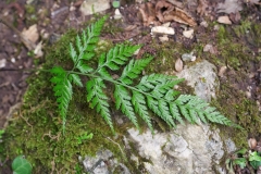Asplenium onopteri