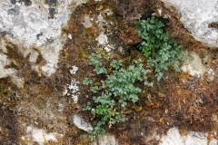 Asplenium ruta-muraria