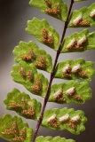 Asplenium trichomanes