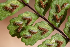 Asplenium trichomanes