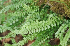 Asplenium viride